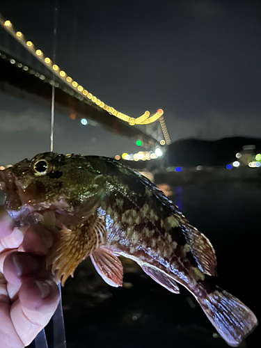 アラカブの釣果