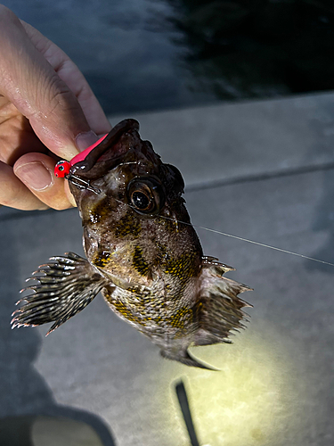 オウゴンムラソイの釣果