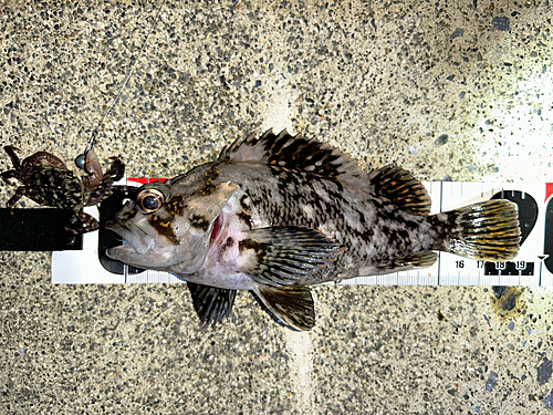 オウゴンムラソイの釣果