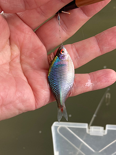 利根川中流で釣れたタナゴの釣り・釣果情報 - アングラーズ | 釣果500 