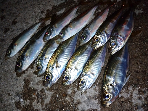 アジの釣果