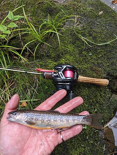 イワナの釣果