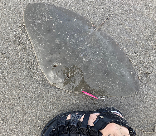 ツバクロエイの釣果