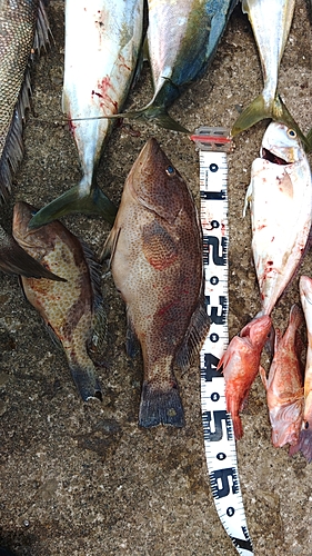 オオモンハタの釣果