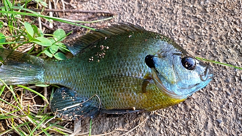 ブルーギルの釣果