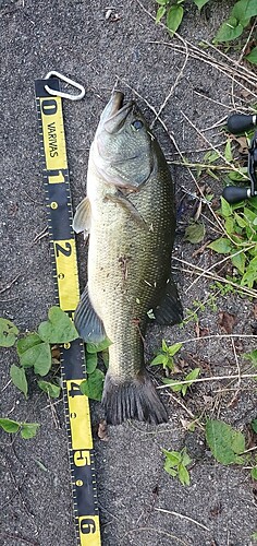 ブラックバスの釣果