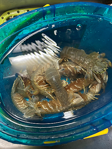 シャコの釣果