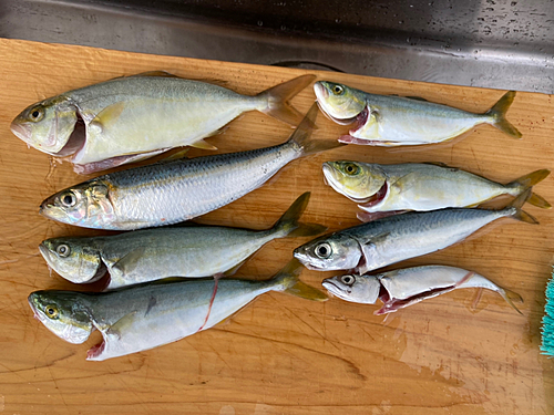 ショゴの釣果