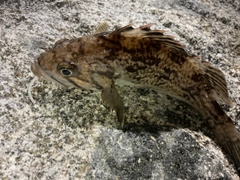 クロソイの釣果