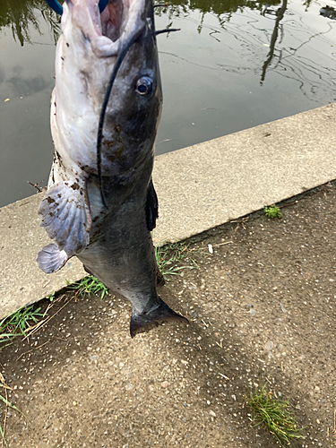 アメリカナマズの釣果