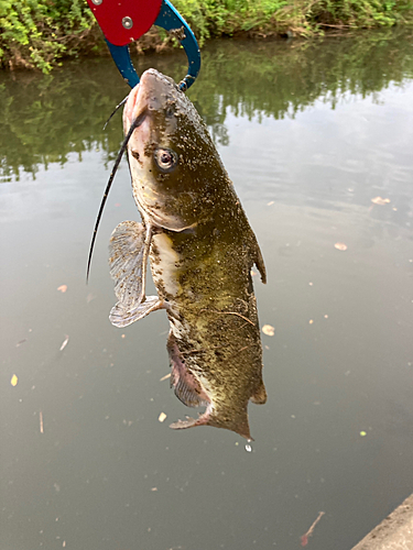 アメリカナマズの釣果