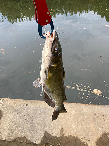 アメリカナマズの釣果