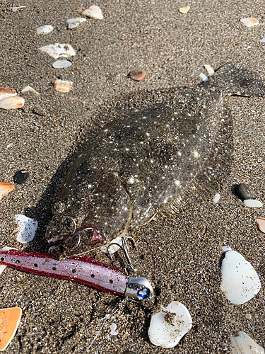 ヒラメの釣果