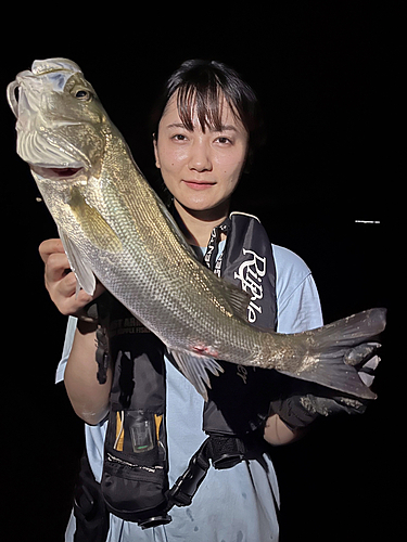 マルスズキの釣果