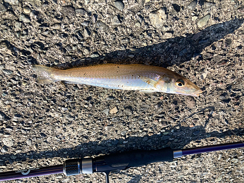 キスの釣果