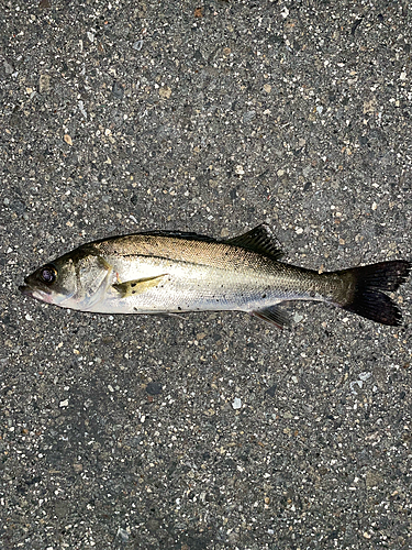 セイゴ（マルスズキ）の釣果