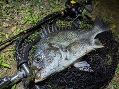 キビレの釣果