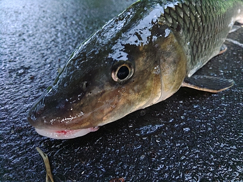 ニゴイの釣果