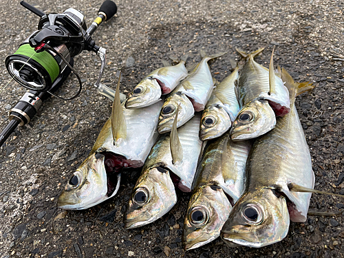 アジの釣果