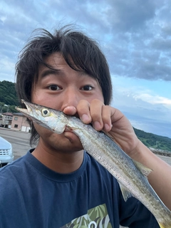 カマスの釣果