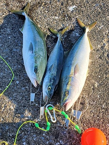 イナダの釣果