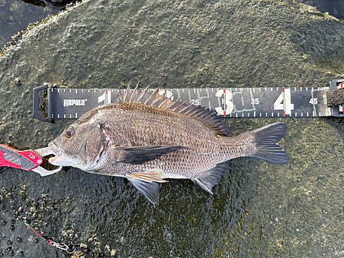 クロダイの釣果