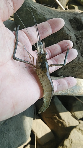 テナガエビの釣果