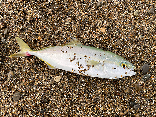 ワカシの釣果