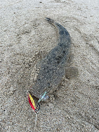 マゴチの釣果