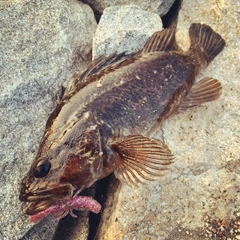 タケノコメバルの釣果