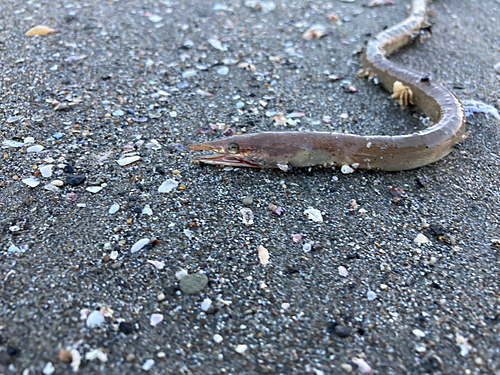 ダイナンウミヘビの釣果