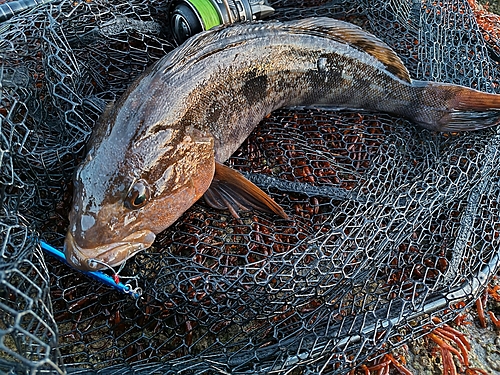 アイナメの釣果