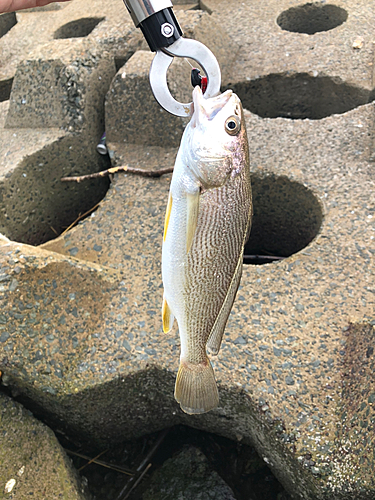 イシモチの釣果