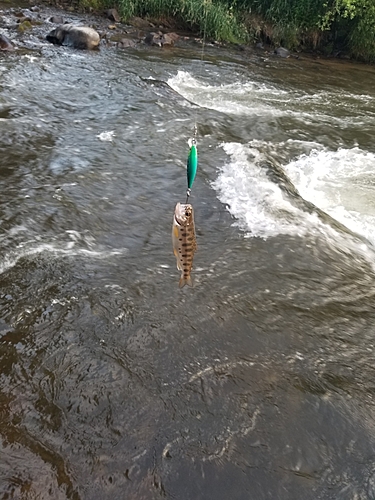 釣果