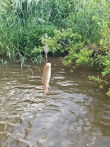 釣果