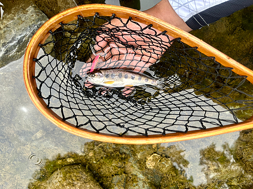 ヤマメの釣果