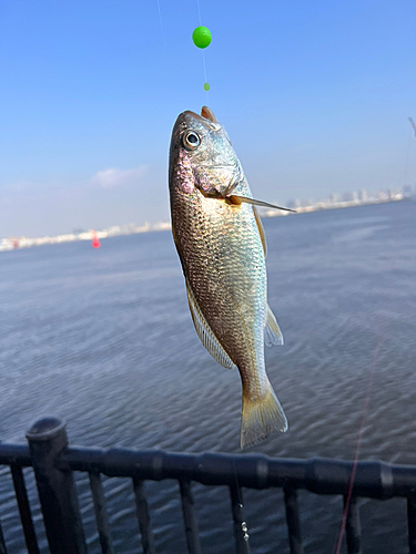 東京都で釣れたシログチの釣り・釣果情報 - アングラーズ