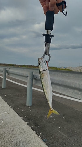 サバの釣果