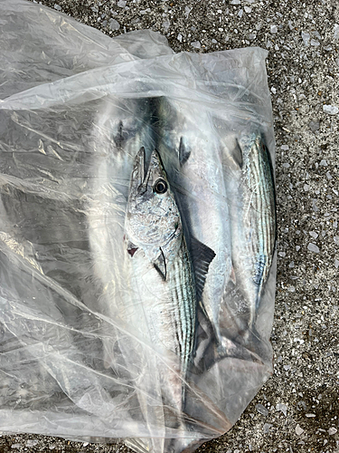 ハガツオの釣果