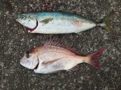 マダイの釣果