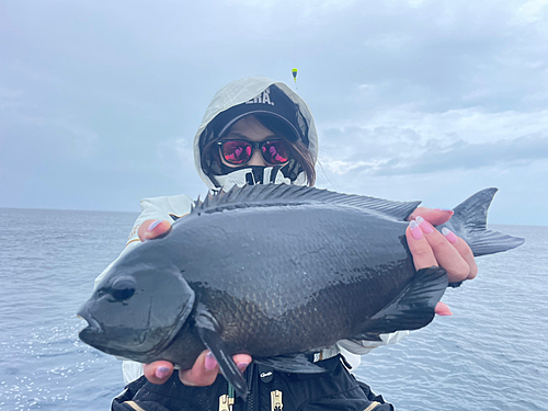 メジナの釣果