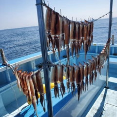 スルメイカの釣果