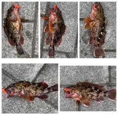 ガシラの釣果