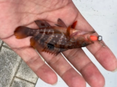 アコウの釣果
