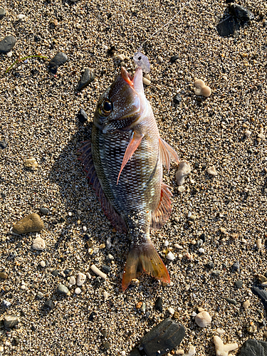 クチナジの釣果