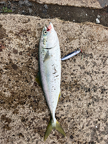 イナダの釣果