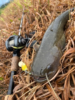 ナマズの釣果