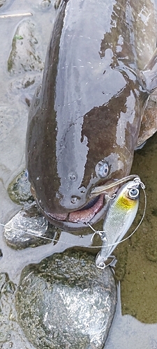 ナマズの釣果