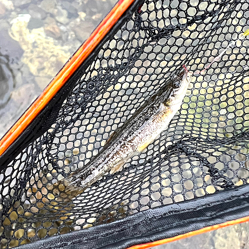 タカハヤの釣果