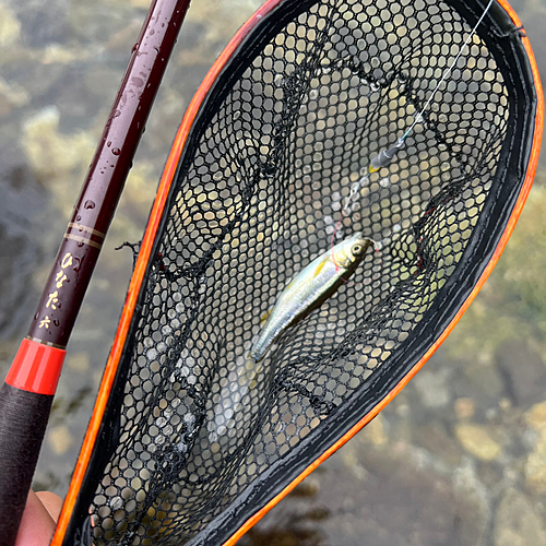 カワムツの釣果